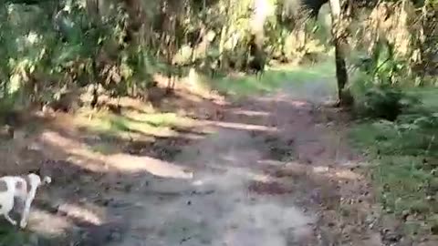 Walking the Dogs at Halpatiokee – Florida Nature Trail Vibes