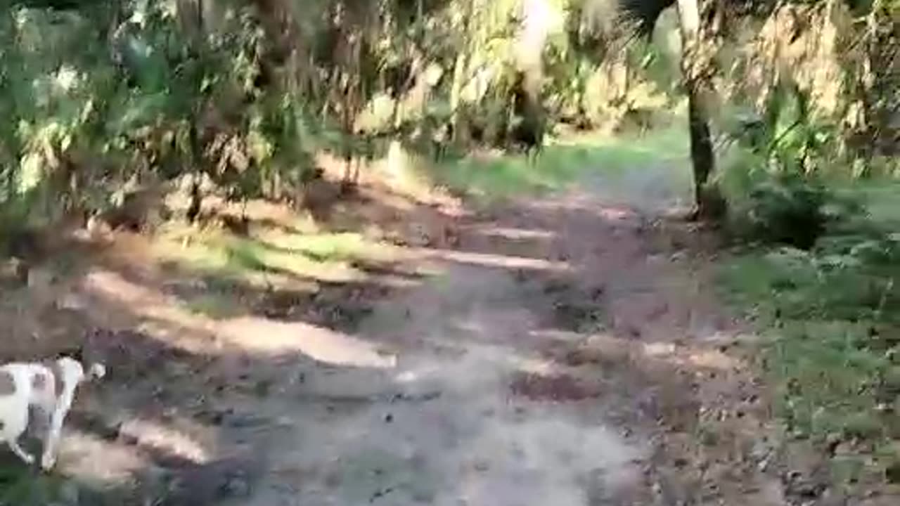 Walking the Dogs at Halpatiokee – Florida Nature Trail Vibes