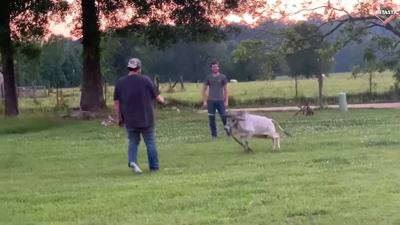 Unexpected Animal Encounter with Human – Wild Reaction 🦁 | Animal Vs Human