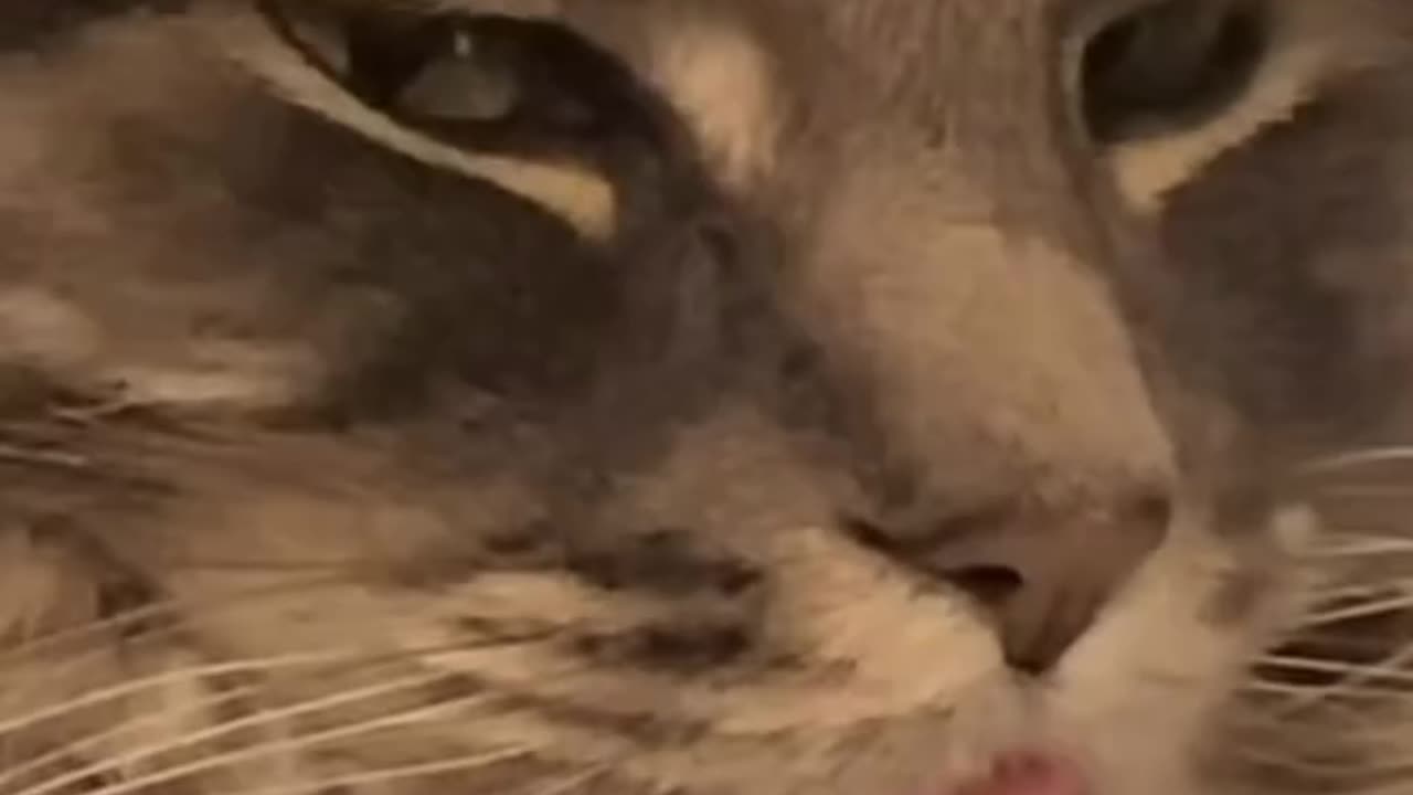 Funny Cat Moment | Naught Cat