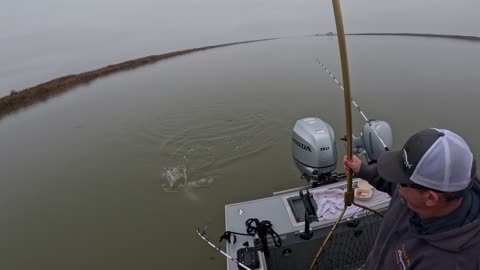 12-20-25 Suisun City, Ca - 31” striper
