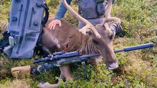 Caribou Hunting in Alaska!