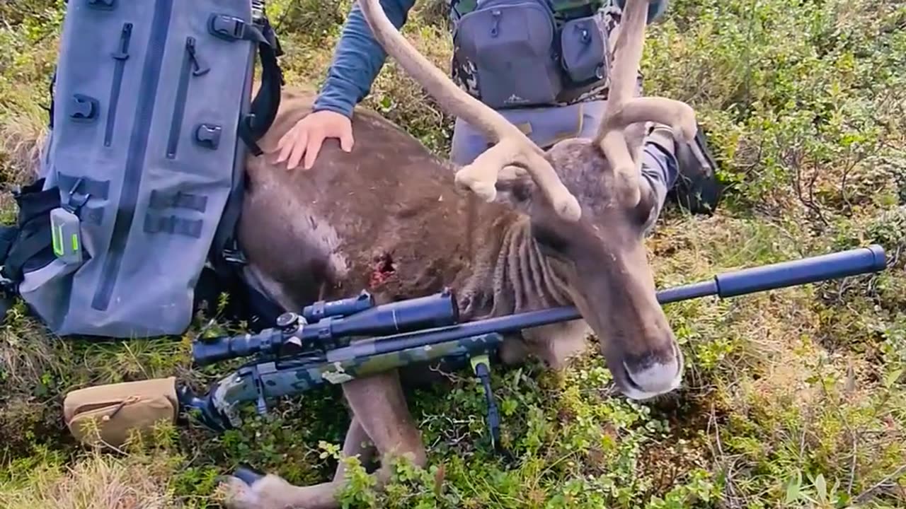 Caribou Hunting in Alaska!