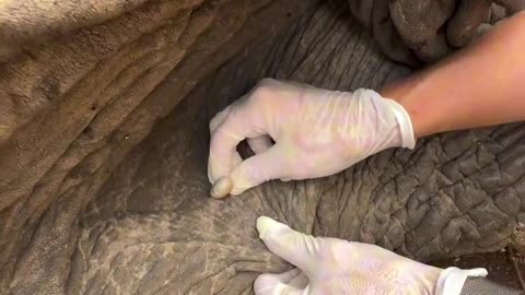 Saving elephant from big tick 😳😱