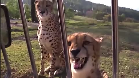 🧠✨ Cheetahs Chirp Instead of Roar! Nature's Surprise | FeedMyCuriosity
