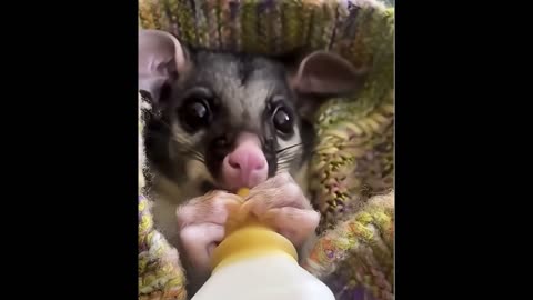 The crows attacked the little possum and the woman saved him.