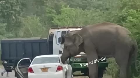 A wild elephant attacks a car for food #elephantattack #wildelephants #elephant #jungleelephant