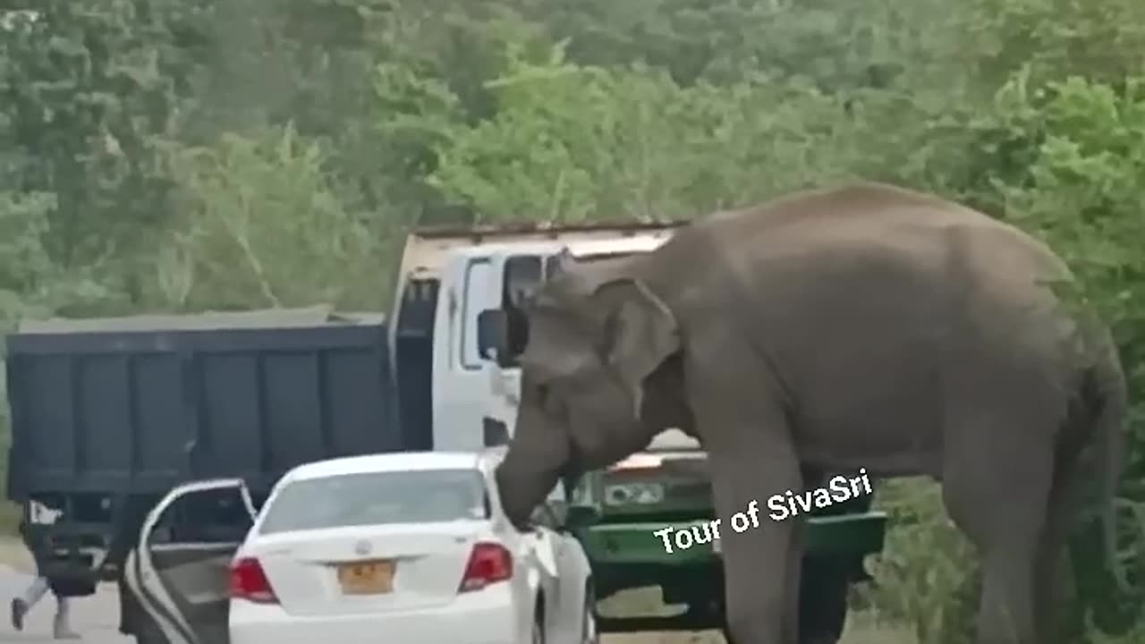 A wild elephant attacks a car for food #elephantattack #wildelephants #elephant #jungleelephant