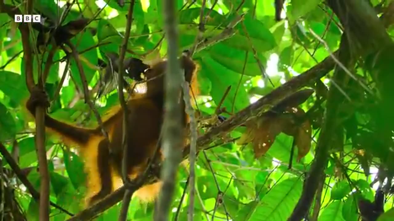 Animals cast a hours