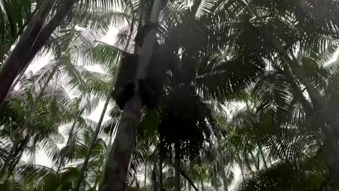 In the Amazon, women lead efforts to grow acai berry production