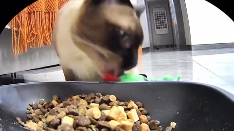 🐱💚 Cat's Adorable Reaction to Feeding Its Green Toy Snake! | FeedMyCuriosity