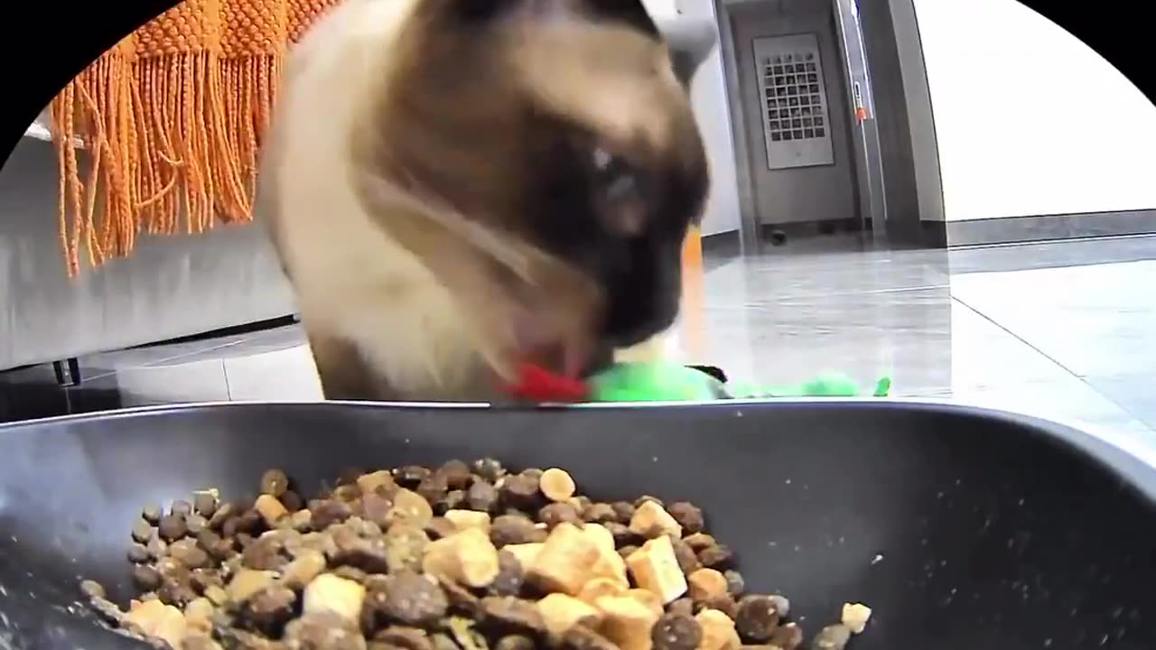 🐱💚 Cat's Adorable Reaction to Feeding Its Green Toy Snake! | FeedMyCuriosity