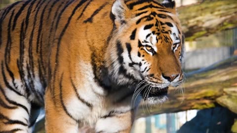 Tiger, predator