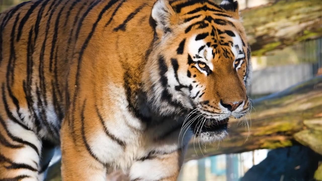 Tiger, predator