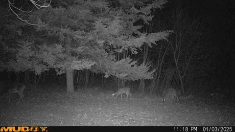 Deer