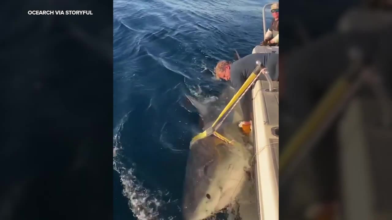 Massive Great White Shark Tagged by Researchers