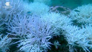 AI robot boats plants 'baby corals' across the Great Barrier Reef