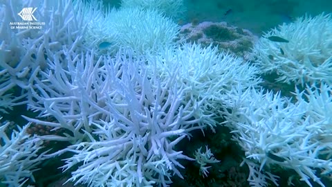 AI robot boats plants 'baby corals' across the Great Barrier Reef