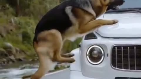 Animals Dogs Warning Humans