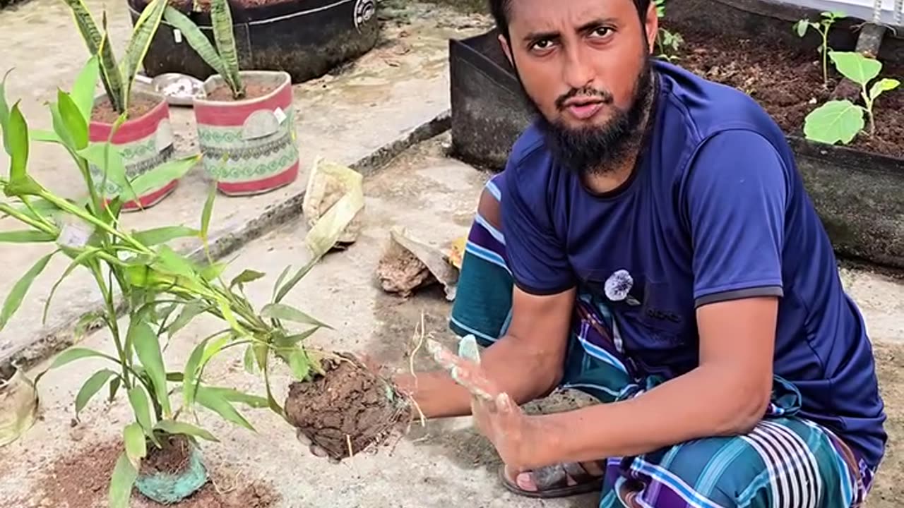 নার্সারি থেকে গাছ আনার পর লাগানোর আগে জেনে নিন এই গুরুত্বপূর্ণ বিষয়টি 🌿