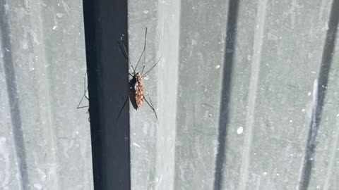 Giant Crane Fly