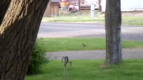 Robin leaves tree to find worms
