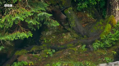 Cub Swept up in Raging Rapids | 4K UHD | BBC Earth
