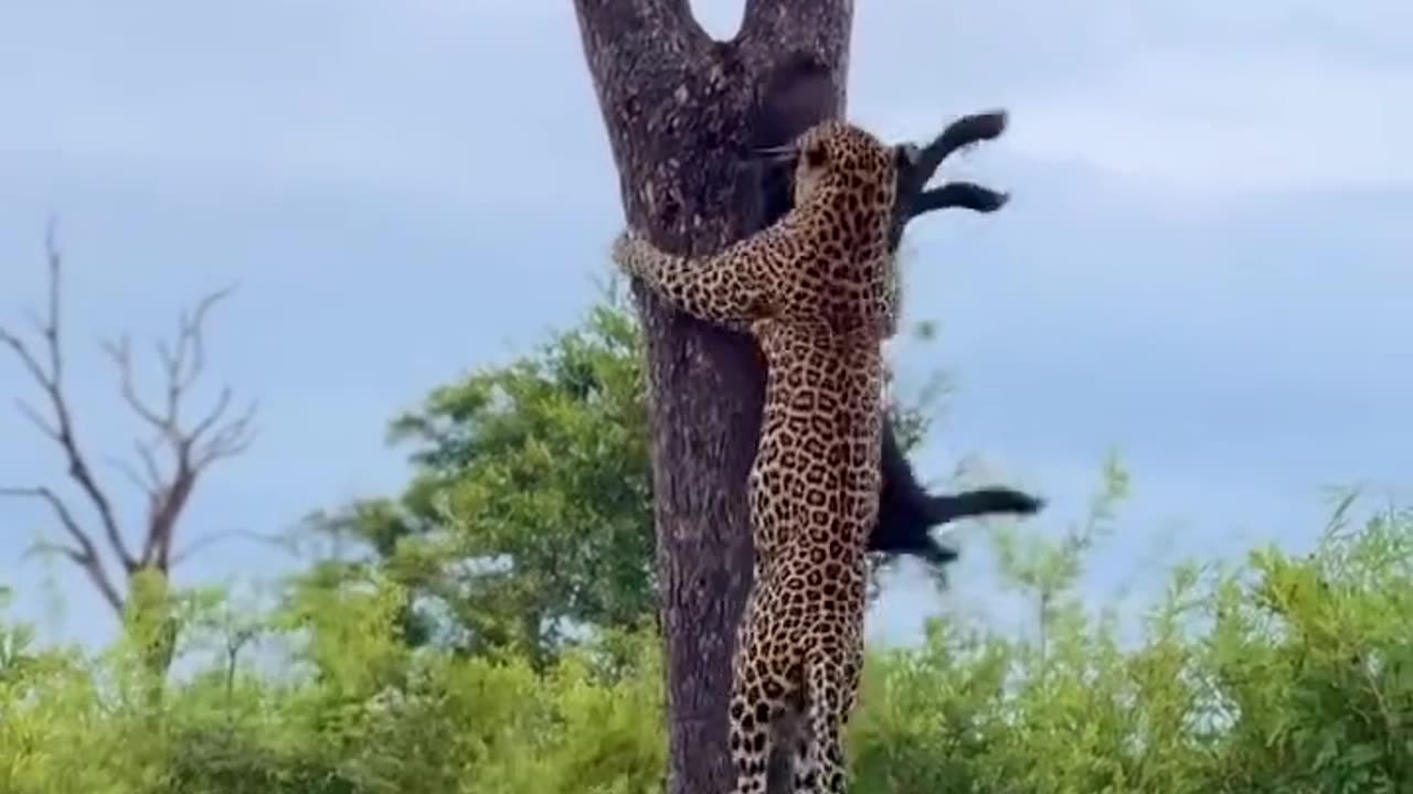 The leopard took its prey up the tree