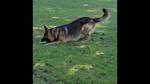 Virgil the sable.