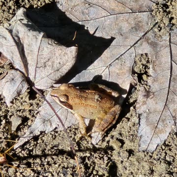 Wood frog.