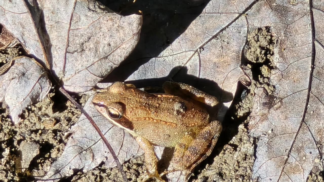 Wood frog.
