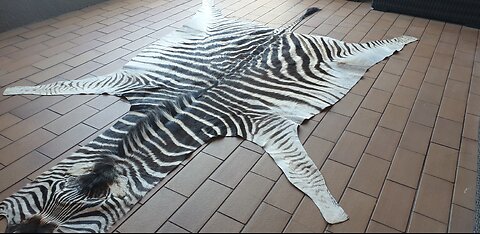 Smaller Burchell Zebra Rug