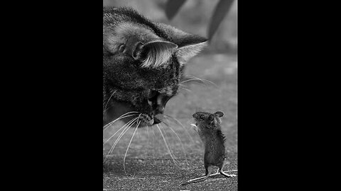 SO YES - TURNED OUT THAT YOUR AVERAGE HOUSE CAT IS MORE INTELLIGENT THAN A NIGGER LOL