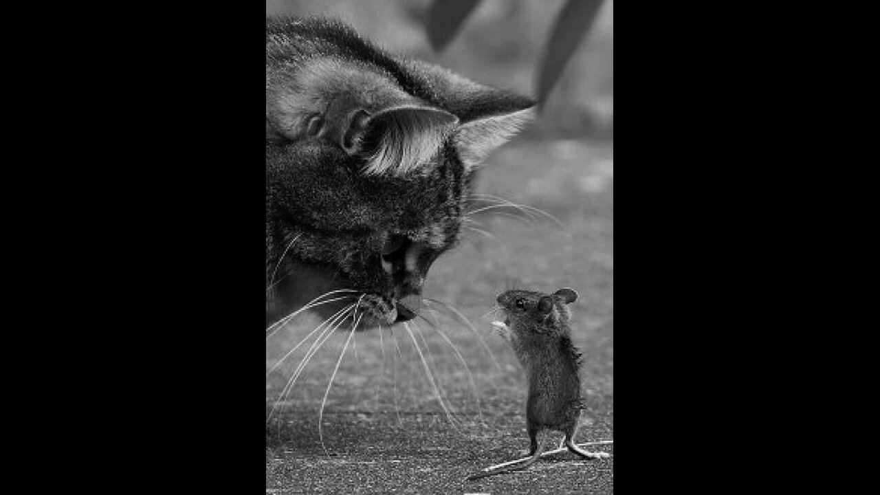 SO YES - TURNED OUT THAT YOUR AVERAGE HOUSE CAT IS MORE INTELLIGENT THAN A NIGGER LOL