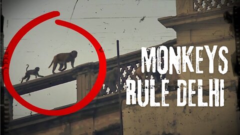 When the Monkey Mafia Takes Over Delhi