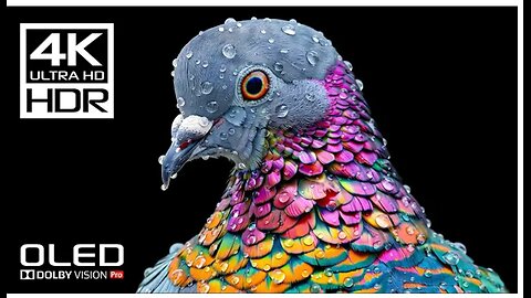 4K Videos | Incredible Dolby Vision HDR 4K 60 FPS (8K / 4K TV TEST)