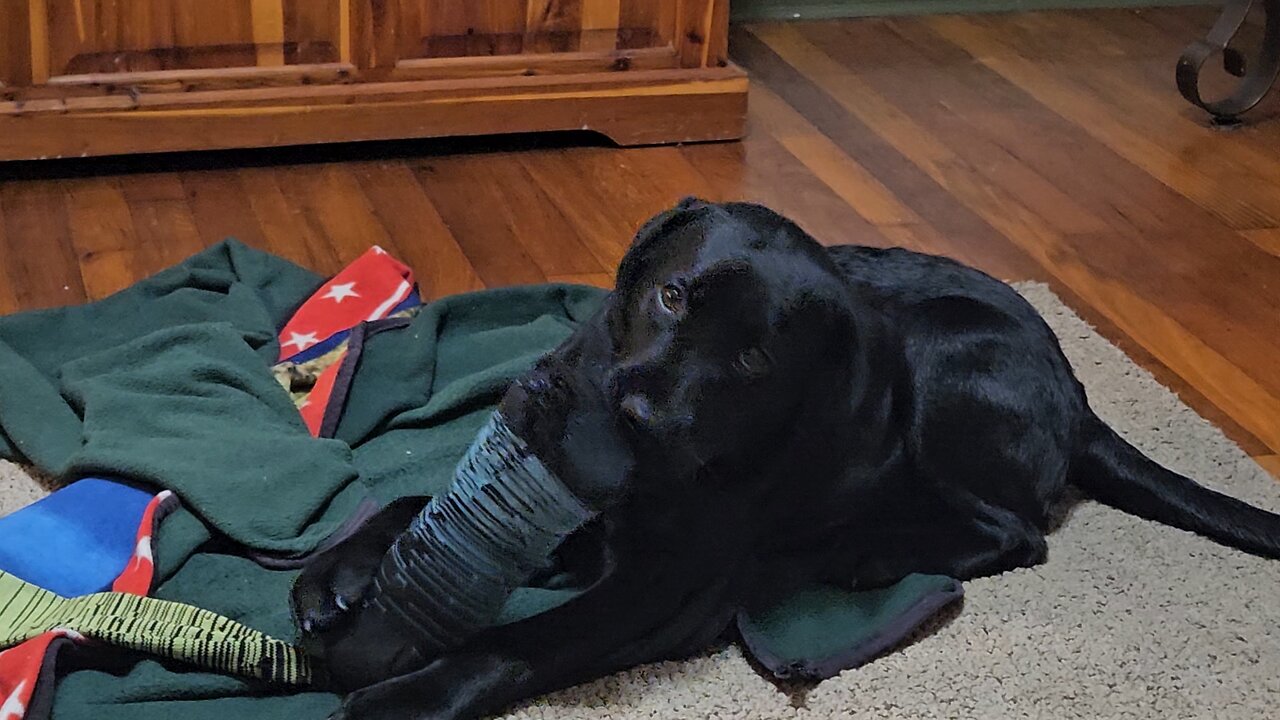 Puppies are the most fun.