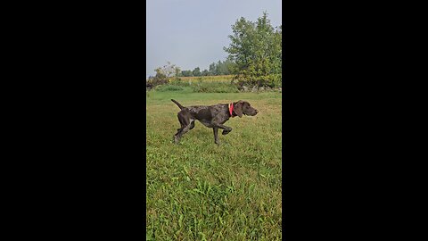Krecklau German Shorthairs