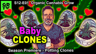 S12-E01 - Day 1 Of This Grow - Baby Clones Are NOT in Veg Stage; They Are In Rooting Stage!