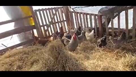 Sneaky Chickens and Snow Dogs