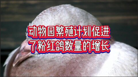 动物园繁殖计划促进了粉红鸽数量的增长
