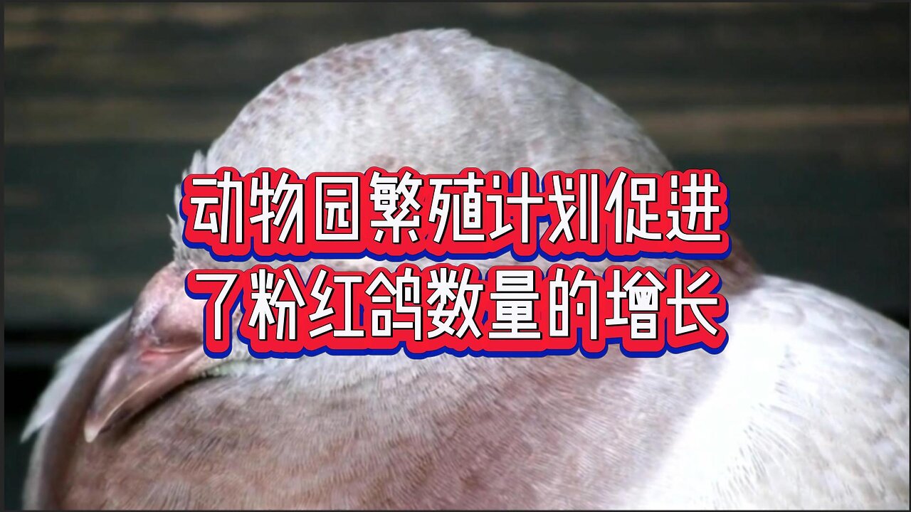 动物园繁殖计划促进了粉红鸽数量的增长