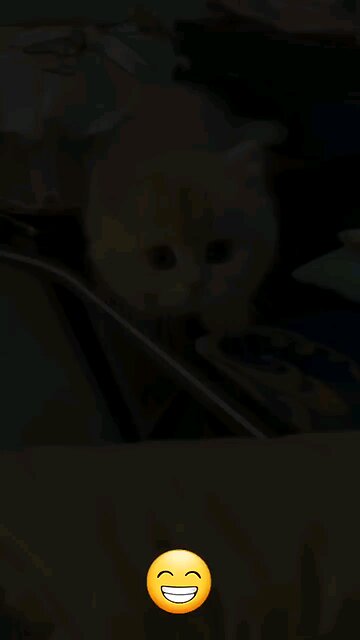 #Short #trending#viral_#funny_#funnyanimal_#comedy_#shorts_#buffalobills_#animals_#pets