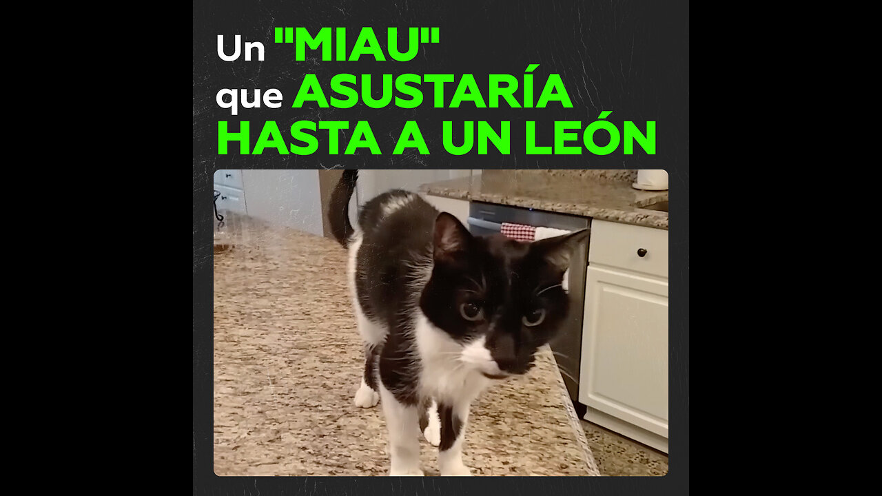 El gato que manda gracias a su maullido