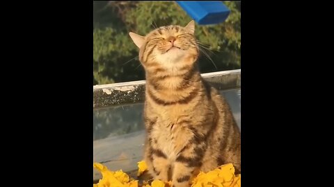 Our funny pets!