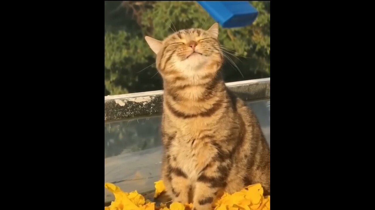 Our funny pets!