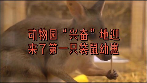 动物园“兴奋”地迎来了第一只袋鼠幼崽