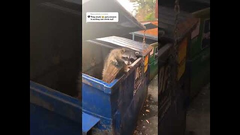 Top Raccoon moments😂