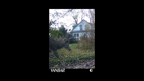 Deer Cam Various Photos And Videos Of Bucks. Waiting On Replacement Game Cam Trail Camera