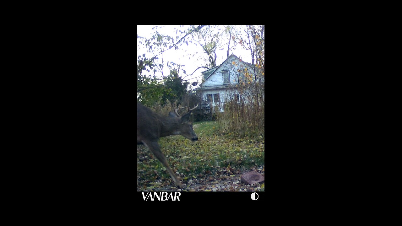 Deer Cam Various Photos And Videos Of Bucks. Waiting On Replacement Game Cam Trail Camera